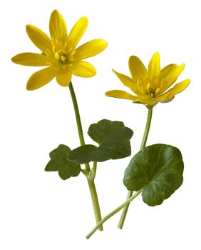 Lesser Celandine wild flower cut-out against a white background.