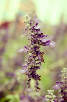 A close up picture of purple flowers are fragrant.vintage