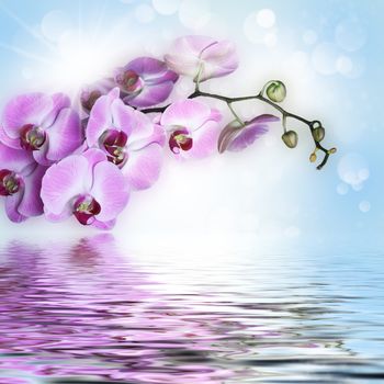 pink Orchid is reflected in the water in the background bokeh