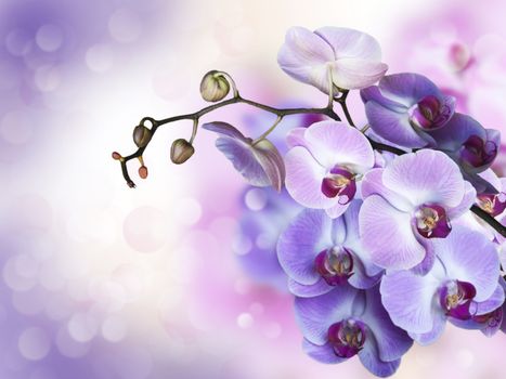 purple Orchid on a pink background with bokeh