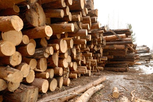 heap  log woodpile, stack tree brown nature