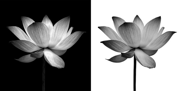 Abstract of Lotus