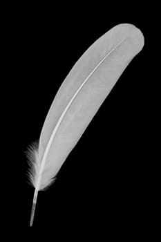 White feather isolated on black