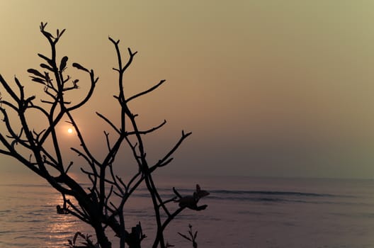 trees on the beautiful sunset background.