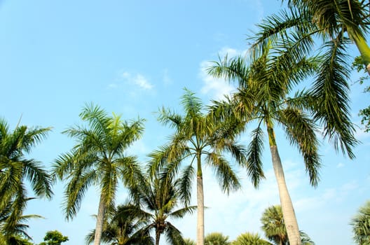 Coconut trees sky background