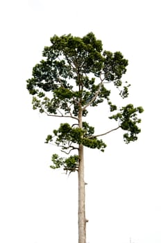 The teak tree isolated the white background.