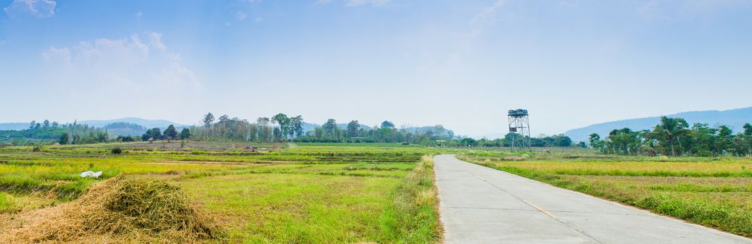 Road to the Rice field Landscape Chiangmai Thailand