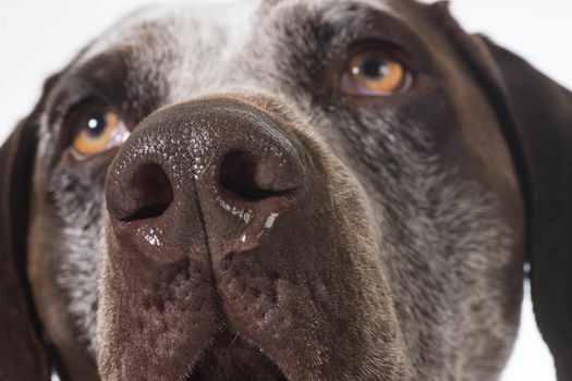 dog nose close up - german shorthaired pointer