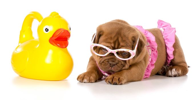 dog in bikini with rubber duck