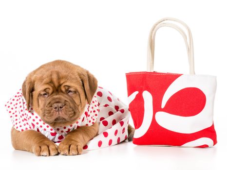 female puppy - dogue de bordeaux wearing a dress - 4 weeks old