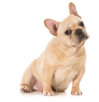 french bulldog puppy sitting looking at viewer isolated on white background