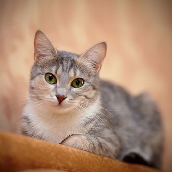 Gray cat with green eyes. Gray cat. Striped not purebred kitten. Small predator. Small cat.