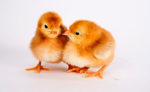 A Rhode Island Red Baby Chicken Stands with Sibling Alone Just a Few Days Old