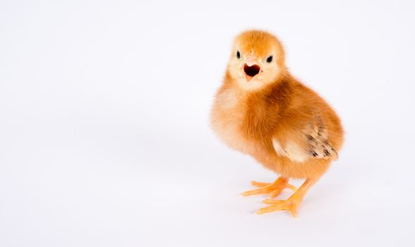 A Rhode Island Red Baby Chicken Stands Alone Just a Few Days Old