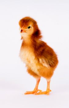 A Rhode Island Red Baby Chicken Stands Alone Just a Few Days Old