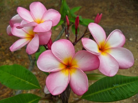 close-up shot for  frangipani flowers
