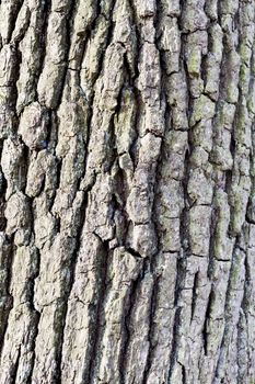 vertical image showing rough bark of tree in close-up