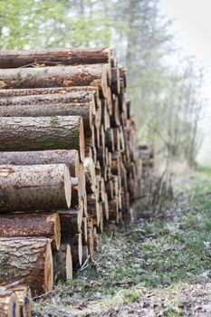 pile of wood in forest ready for transport