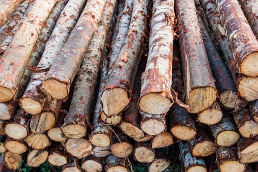 wood logs showing natural discoloration