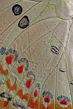 Macro closeup of butterfly wing background pattern, filter image