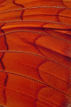 Macro closeup of butterfly wing background pattern, filter image