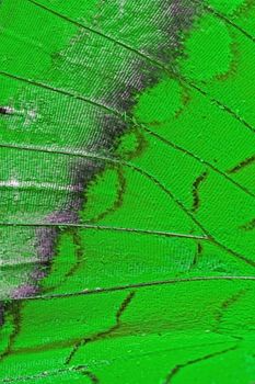 Macro closeup of butterfly wing background pattern, filter image