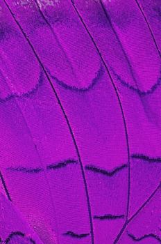 Macro closeup of butterfly wing background pattern, filter image