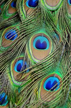 Colorful plumage of male Green Peafowl feathers background