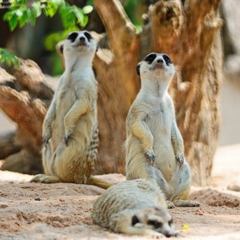 Alert Suricate or Meerkat (Suricata suricatta), standing to lookout