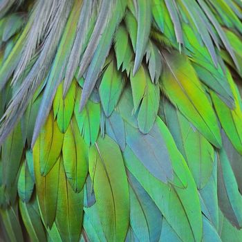 Closeup shot of Nicobar Pigeon feathers background