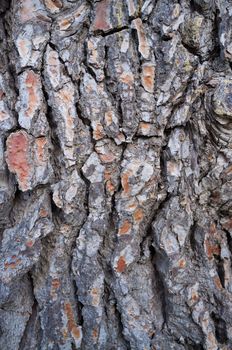 Full frame take of coarse pine tree bark