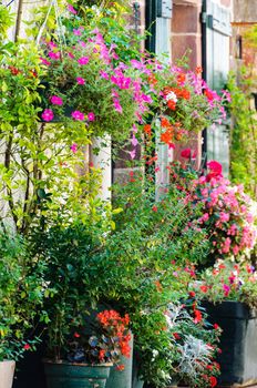 Flowers outside a house