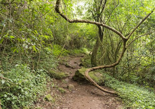 winding vine branch in tropical forest  near Sabie south africa