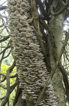 tree full of mushrooms and fungus in the tropical forest of Sabie south africa
