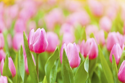 Pink tulip field