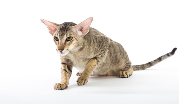 aggressive siamese cat. isolated on white background