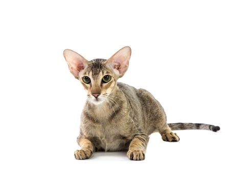 Purebred cute siamese cat lying studio shot