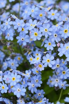 background of delicate flowers forget-me-not, selective focus







Delicate blue flowers forget-me-on