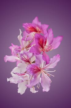 Flowers of Bahuinia Blakeana isolated with in purple bottom.Bauhinia blakeana commonly called the Hong Kong Orchid Tree.Since 1997 the flower appears on Hong Kong's coat of arm, its flag and its coins