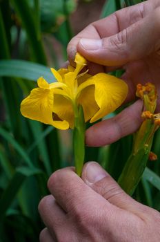 Hands showing the hidden stamen of the flower.Iris pseudacorus (yellow flag, yellow iris, water flag) is a species in the genus Iris, of the family Iridaceae. It is native to Europe, western Asia and northwest Africa