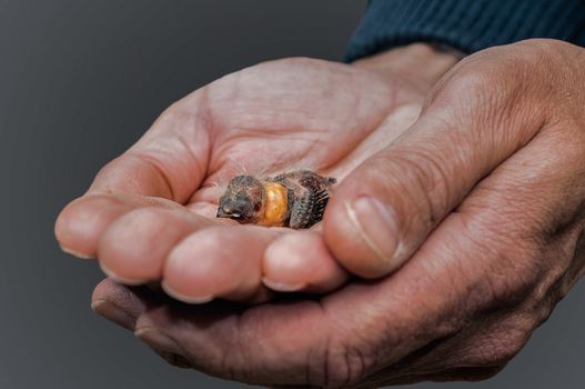 Hands holding a baby bird of Zebra Finch with craw full of grain