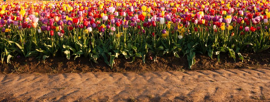 Horizontal panoramic composition of a large field full of Tulips ready to harvest and the tractor path used to get tothem