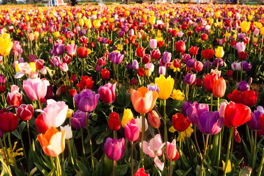 Horizontal composition of a large field full of Tulips ready to harvest