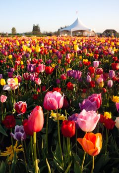 Vertical composition of a large field full of Tulips ready to harvest