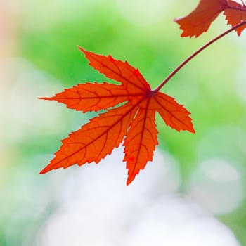 Red leaves in the forest.