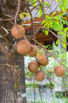 The fruit panicle of Cannonball tree, ancient plant in thailand.