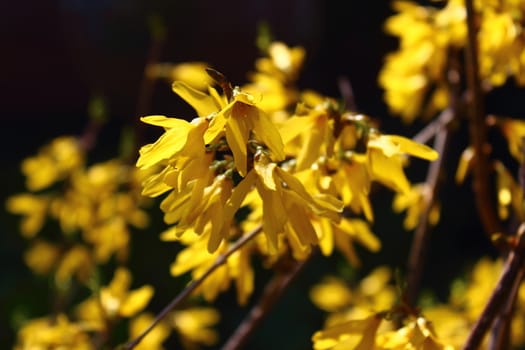 yellow forsythia flowers on a bush lit sunlight