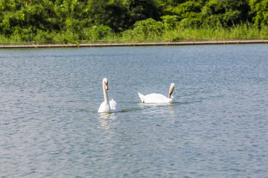 White swans on the water.