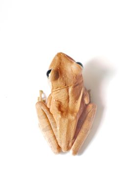 Common Tree Frog, Animal isolated 