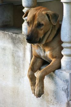 Dog is waiting on stair